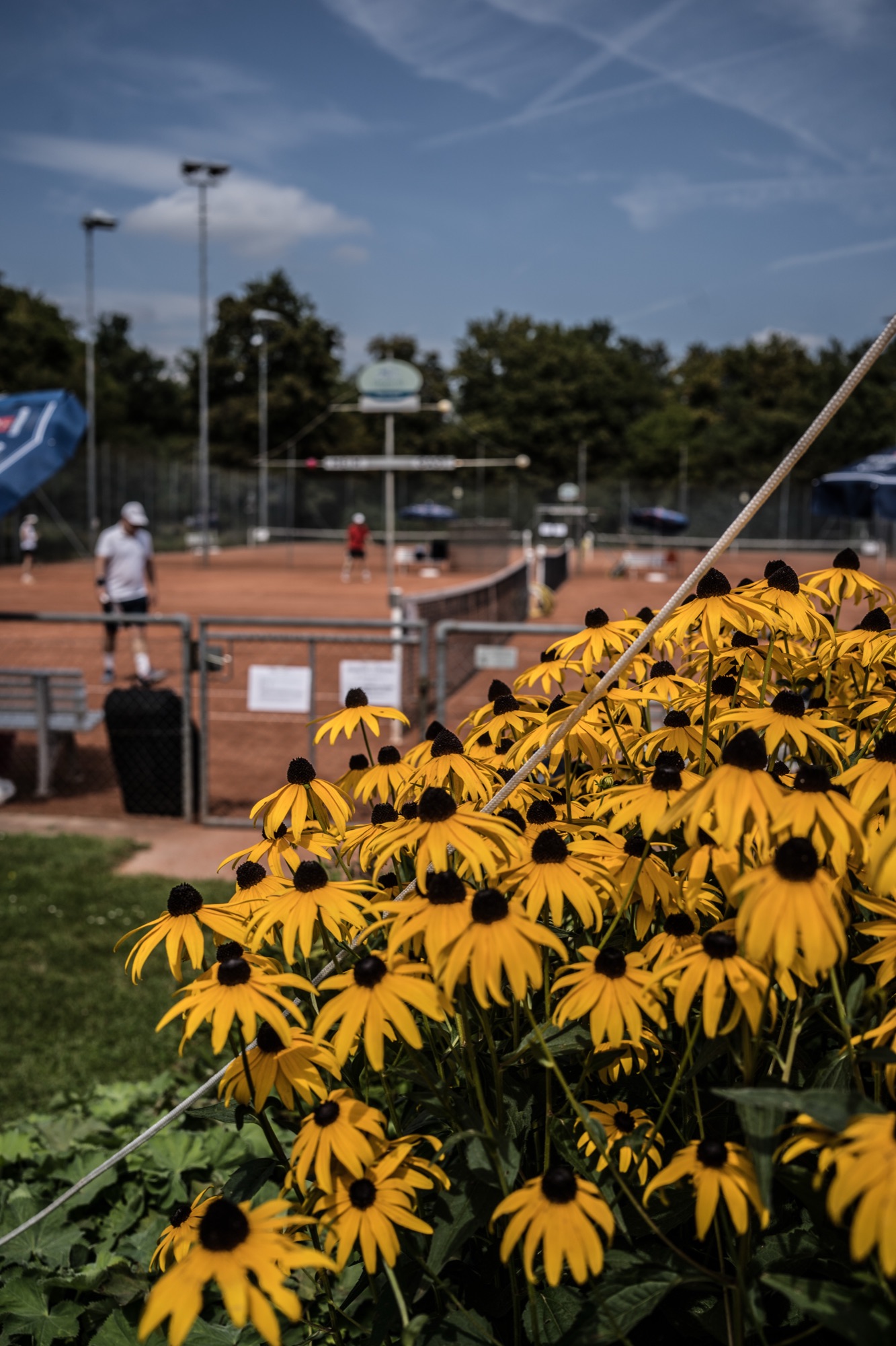 Tennisplatz mit blühenden Sonnenhüten